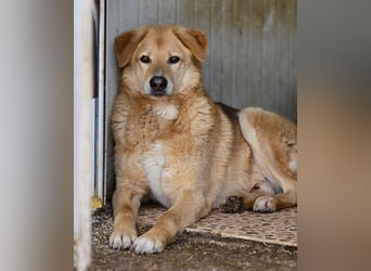 LORIEN - vorsichtiger Herzenshund sucht Menschen mit Geduld und Liebe
