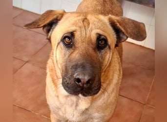 Zauberhafte GIGI-freundlich, höflich, ausgeglichen wartet auf ein schönes Zuhause