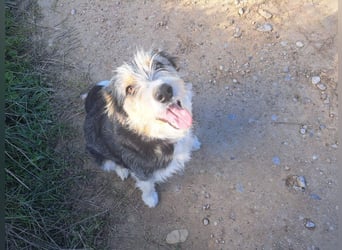 NINA-sanfte Seele mit großem Herzen sucht ihre liebevolle Für-immer-Familie