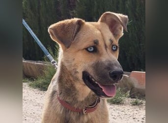 SAMIRA-zarte Schmusehündin sucht liebevolles Zuhause