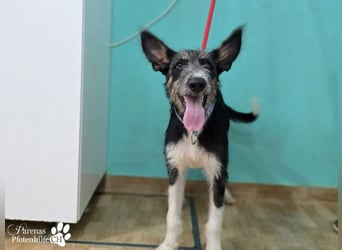 Usher hat ein fröhliches aufgeschlossenes Wesen, verschmust, Hundesport geeignet