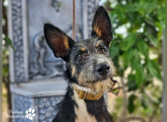 Usher hat ein fröhliches aufgeschlossenes Wesen, verschmust, Hundesport geeignet