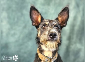 Usher hat ein fröhliches aufgeschlossenes Wesen, verschmust, Hundesport geeignet