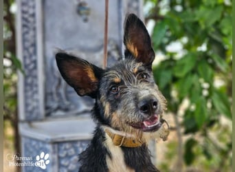 Usher hat ein fröhliches aufgeschlossenes Wesen, verschmust, Hundesport geeignet