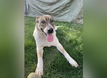 Hübsche Olive sucht ihr eigenes Körbchen