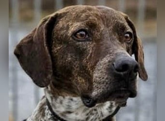 Stella hat schon viel dazu gelernt, wer gibt ihr ein Zuhause?