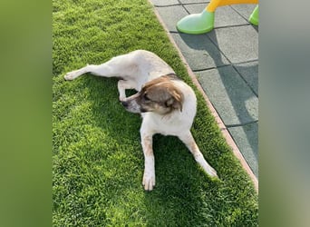 Hübsche Olive sucht ihr eigenes Körbchen