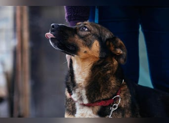 Amira möchte endlich ein liebevolles Zuhause