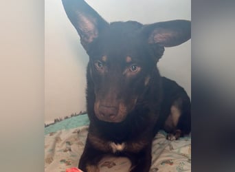 COCO - aktiver, lernwilliger Junghund sucht sein Zuhause