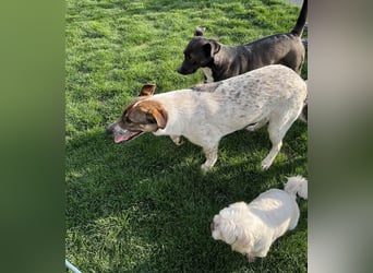 Hübsche Olive sucht ihr eigenes Körbchen