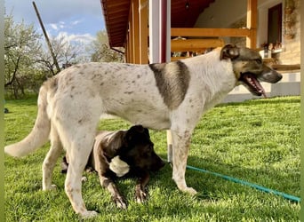 Hübsche Olive sucht ihr eigenes Körbchen