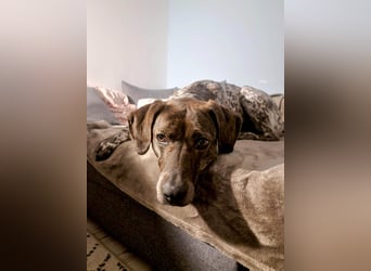 Stella hat schon viel dazu gelernt, wer gibt ihr ein Zuhause?