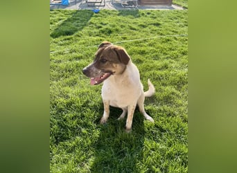 Hübsche Olive sucht ihr eigenes Körbchen