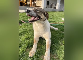 Hübsche Olive sucht ihr eigenes Körbchen