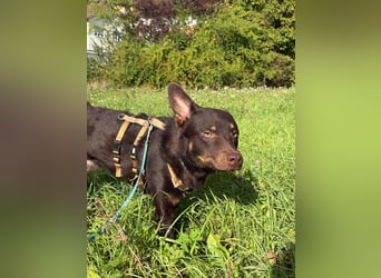 Pflege- oder Endstelle für aktiven Junghund COCO gesucht