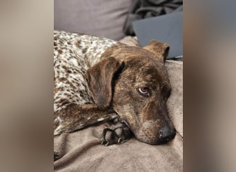 Stella hat schon viel dazu gelernt, wer gibt ihr ein Zuhause?