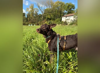 Katzenverträglicher COCO sucht Pflege- oder Endstelle