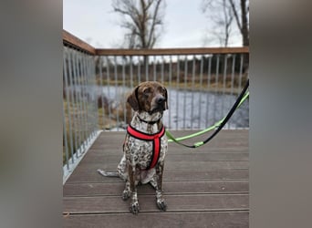 Stella hat schon viel dazu gelernt, wer gibt ihr ein Zuhause?