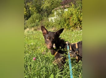 Neugieriger, katzenverträglicher Junghund COCO sucht aktive Pflege- oder Endstelle