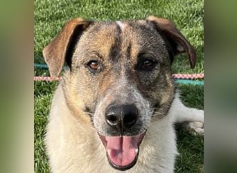 Hübsche Olive sucht ihr eigenes Körbchen