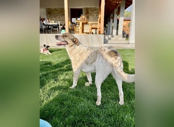 Hübsche Olive sucht ihr eigenes Körbchen