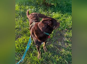 COCO - aktiver, lernwilliger Junghund sucht sein Zuhause