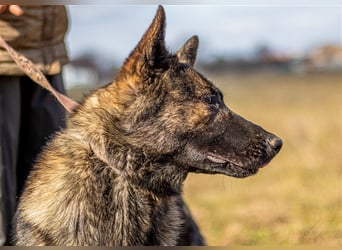 Batman, treuer Begleiter sucht Eure Stärke