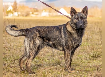 Batman, treuer Begleiter sucht Eure Stärke
