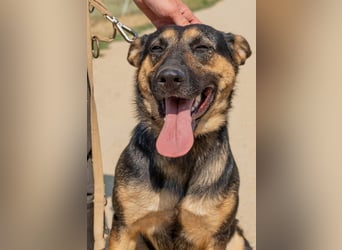 Dia, schöne Schäferhund-Mischlingshündin sucht eine neue Familie Dia, schöne Schäferhund-Mischlingshündin sucht eine neue Familie