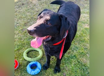 Mia, liebevolle Hündin, manchmal etwas stürmisch