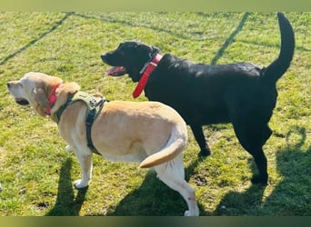 Mia, liebevolle Hündin, manchmal etwas stürmisch