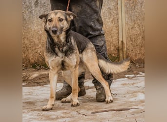Tilda, mit ganz viel Liebe ist sie eine tolle Hündin