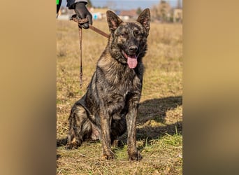 Batman, treuer Begleiter sucht Eure Stärke