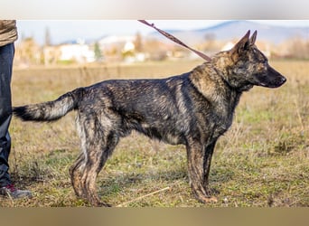 Batman, treuer Begleiter sucht Eure Stärke