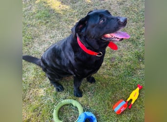 Mia, liebevolle Hündin, manchmal etwas stürmisch