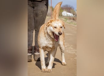 Flora, große Kuschelmaus sucht Familienanschluss