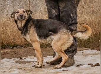 Tilda, mit ganz viel Liebe ist sie eine tolle Hündin