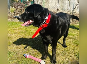 Mia, liebevolle Hündin, manchmal etwas stürmisch