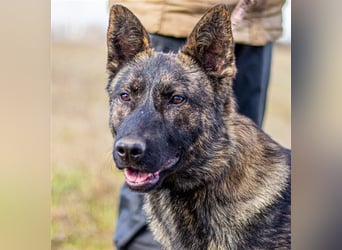 Batman, treuer Begleiter sucht Eure Stärke