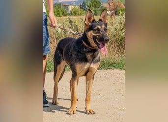 Dia, schöne Schäferhund-Mischlingshündin sucht eine neue Familie Dia, schöne Schäferhund-Mischlingshündin sucht eine neue Familie