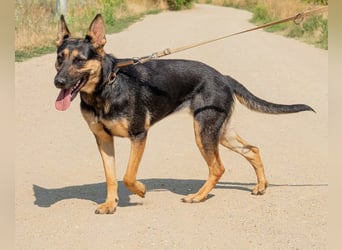 Dia, schöne Schäferhund-Mischlingshündin sucht eine neue Familie Dia, schöne Schäferhund-Mischlingshündin sucht eine neue Familie