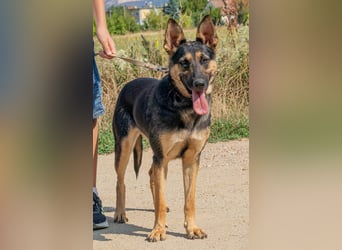 Dia, schöne Schäferhund-Mischlingshündin sucht eine neue Familie Dia, schöne Schäferhund-Mischlingshündin sucht eine neue Familie