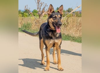 Dia, schöne Schäferhund-Mischlingshündin sucht eine neue Familie Dia, schöne Schäferhund-Mischlingshündin sucht eine neue Familie