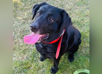 Mia, liebevolle Hündin, manchmal etwas stürmisch