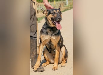 Dia, schöne Schäferhund-Mischlingshündin sucht eine neue Familie Dia, schöne Schäferhund-Mischlingshündin sucht eine neue Familie