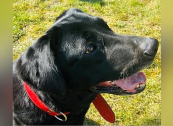 Mia, liebevolle Hündin, manchmal etwas stürmisch