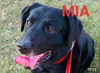 Mia, liebevolle Hündin, manchmal etwas stürmisch