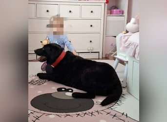 Mia, liebevolle Hündin, manchmal etwas stürmisch