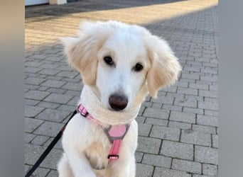 Kiki- Herzenshund sucht Herzensmenschen