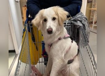 Kiki- Herzenshund sucht Herzensmenschen